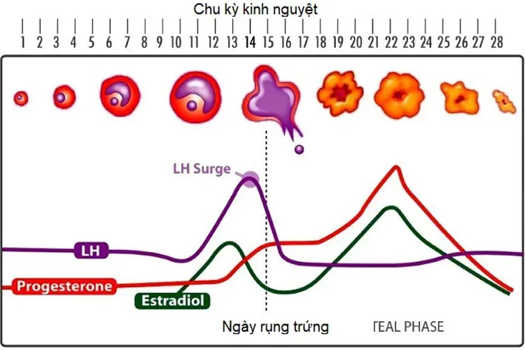 Quá trình rụng trứng và kiến thức cơ bản mọi chị em phụ nữ cần biết