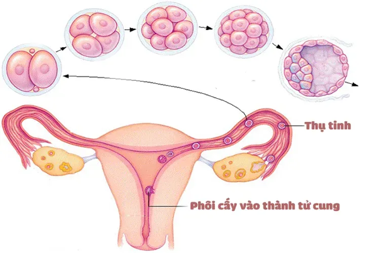 Quan hệ bao lâu thì có thai – 5 chi tiết quan trọng ai trong chúng ta cũng nên biết rõ