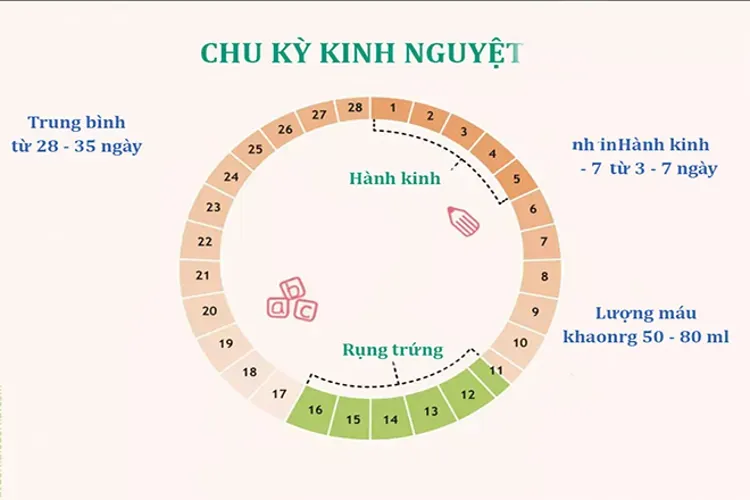 Sạch kinh bao lâu thì trứng rụng? Dấu hiệu trứng rụng là gì?