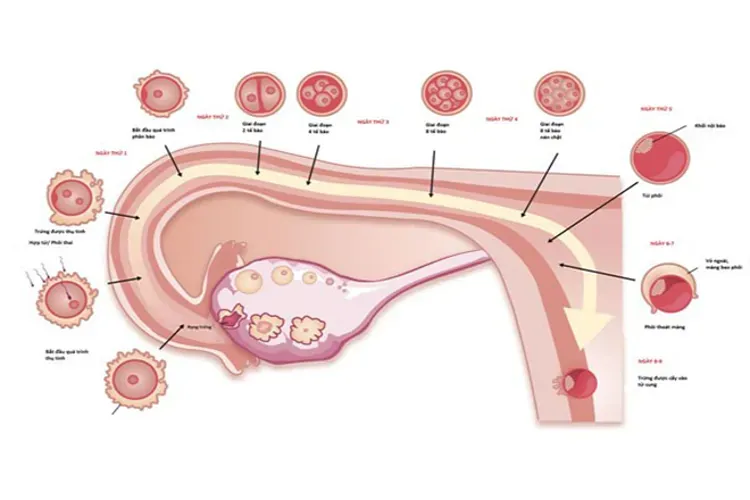 Sau mấy tuần thì thai vào tử cung và những điều mọi chị em nên biết