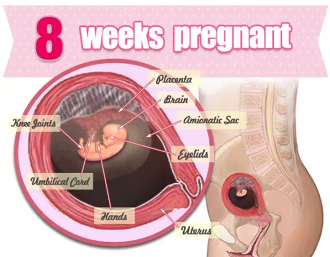 Sự phát triển của thai nhi 8 tuần tuổi những điều mẹ cần lưu ý để bảo vệ con an toàn