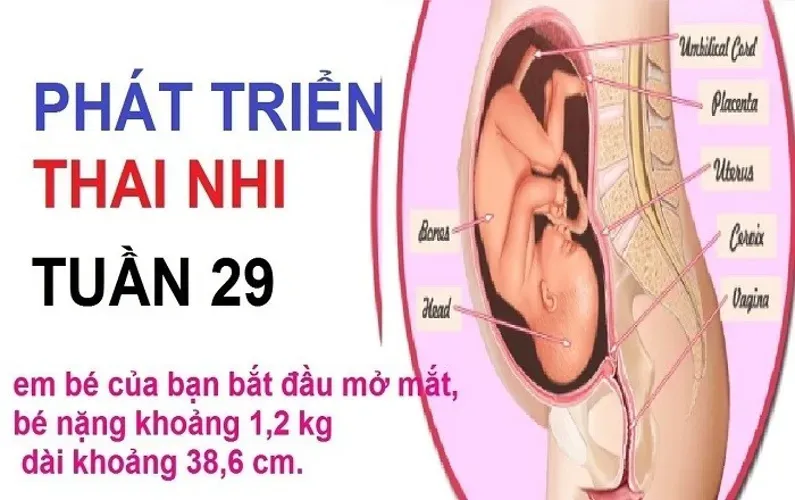 Sự phát triển của thai nhi theo tuần diễn ra như thế nào?