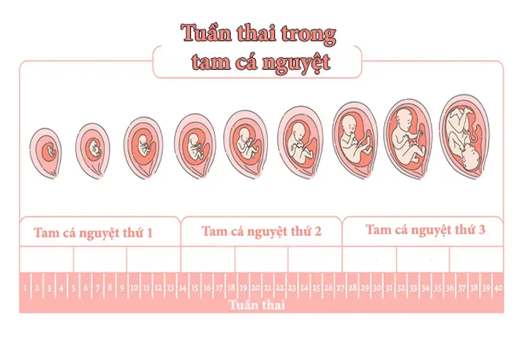 Tam cá nguyệt và 5 điều có thể bạn cũng đang băn khoăn