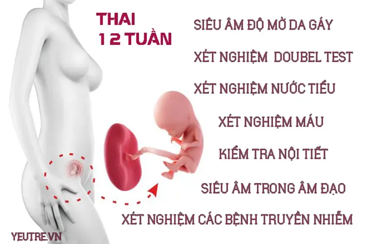 Thai 12 tuần – sự đánh dấu bước phát triển kỳ diệu của thai nhi