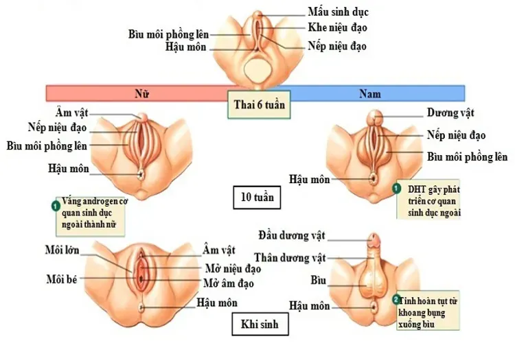 Thai 14 tuần biết trai gái chưa và cách nhận biết giới tính qua kinh nghiệm dân gian phổ biến nhất