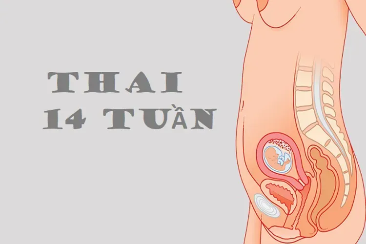 Thai 14 tuần và những điều quan trọng liên quan