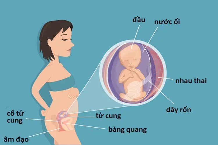 Thai 14 tuần và những điều quan trọng liên quan