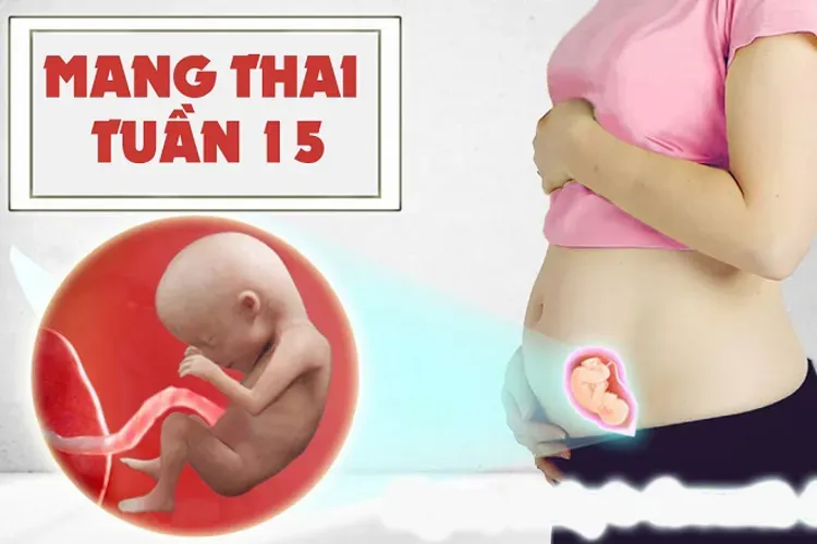 Thai 15 tuần và những lưu ý mẹ cần ghi nhớ trong giai đoạn này