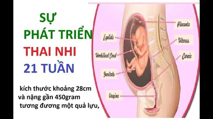 Thai 21 tuần – thời điểm đánh dấu sự phát triển vượt bậc của bé yêu trong bụng mẹ