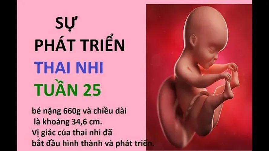 Thai 25 tuần và việc chăm sóc thai kỳ phòng ngừa tiền sản giật sớm