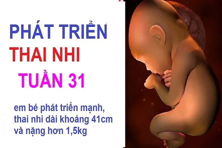 Thai 31 tuần – cẩm nang dành cho mọi mẹ bầu ở giai đoạn này