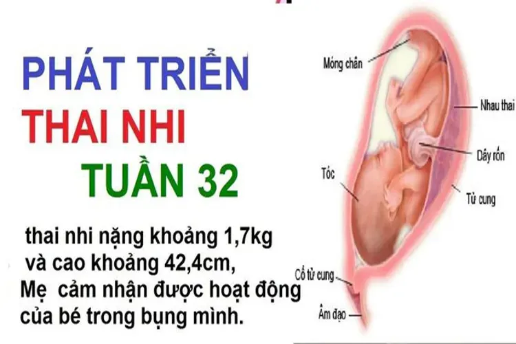 Thai 32 tuần mẹ bầu nên thiết lập chế độ dinh dưỡng như thế nào?