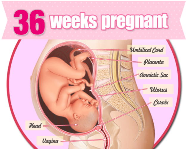 Thai 36 tuần nặng bao nhiêu kg?