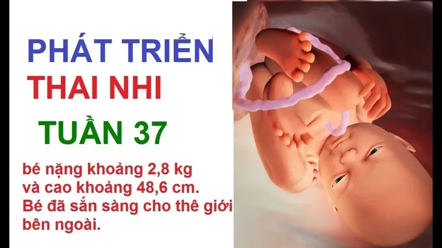 Thai 37 tuần và những thay đổi quan trọng nơi cơ thể mẹ bầu