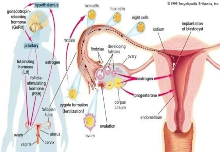 Theo dõi sự phát triển của song thai trong bụng mẹ từ tuần 1 – tuần 40