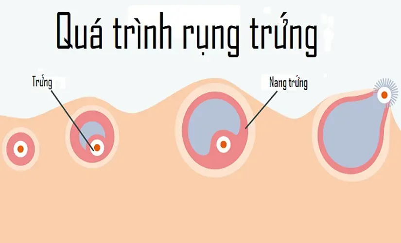 Thời điểm rụng trứng và những điều quan trọng liên quan bạn nên biết