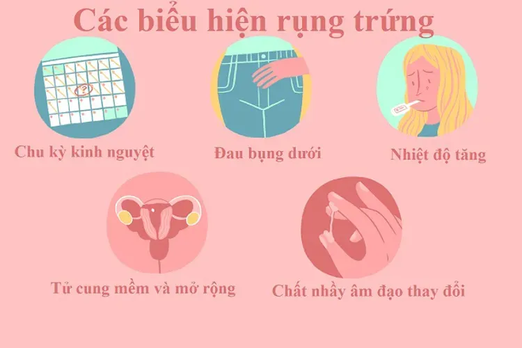 Thời điểm rụng trứng và những điều quan trọng liên quan bạn nên biết