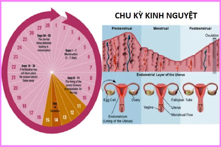 Tính chu kỳ kinh nguyệt và lưu ý chị em nên ghi nhớ