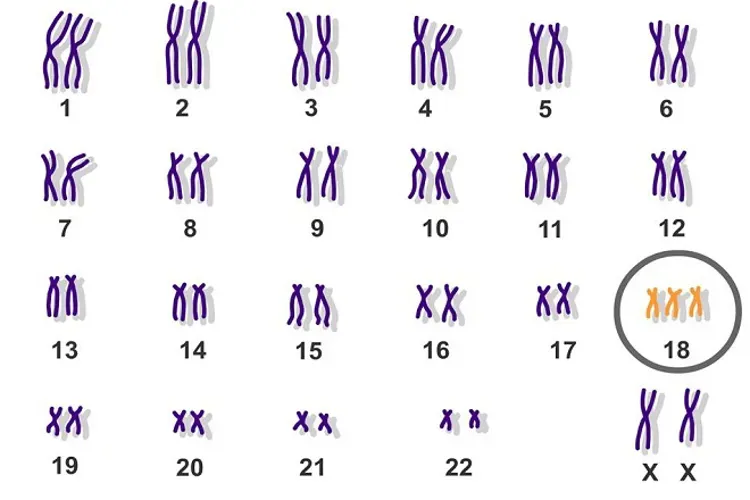 Xét nghiệm Double test – điều mẹ bầu cần làm trong những tháng đầu tiên của thai kỳ