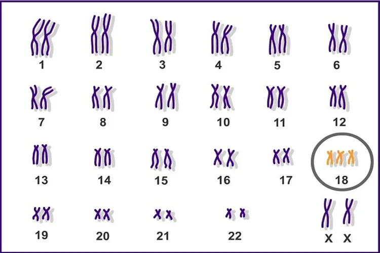 Xét nghiệm Double test và những điểm quan trọng mẹ bầu cần biết